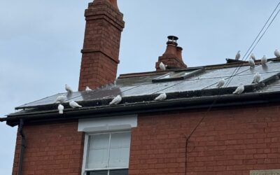 Are bird guards on solar panels a good idea? We think not.