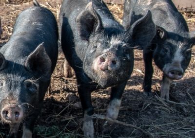 Tudge Meats, Shropshire